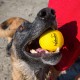 Мяч для игры с собакой "Waboba Fetch"